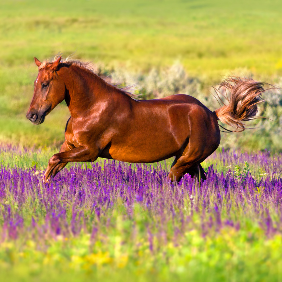 How to Choose a Horse Worming Schedule