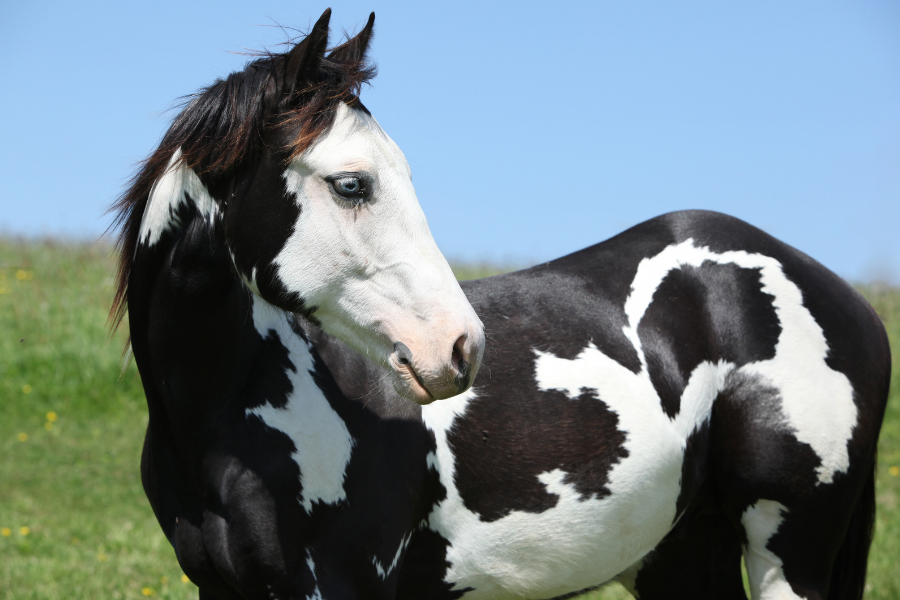 How Genetics Determine Your Horse's Color