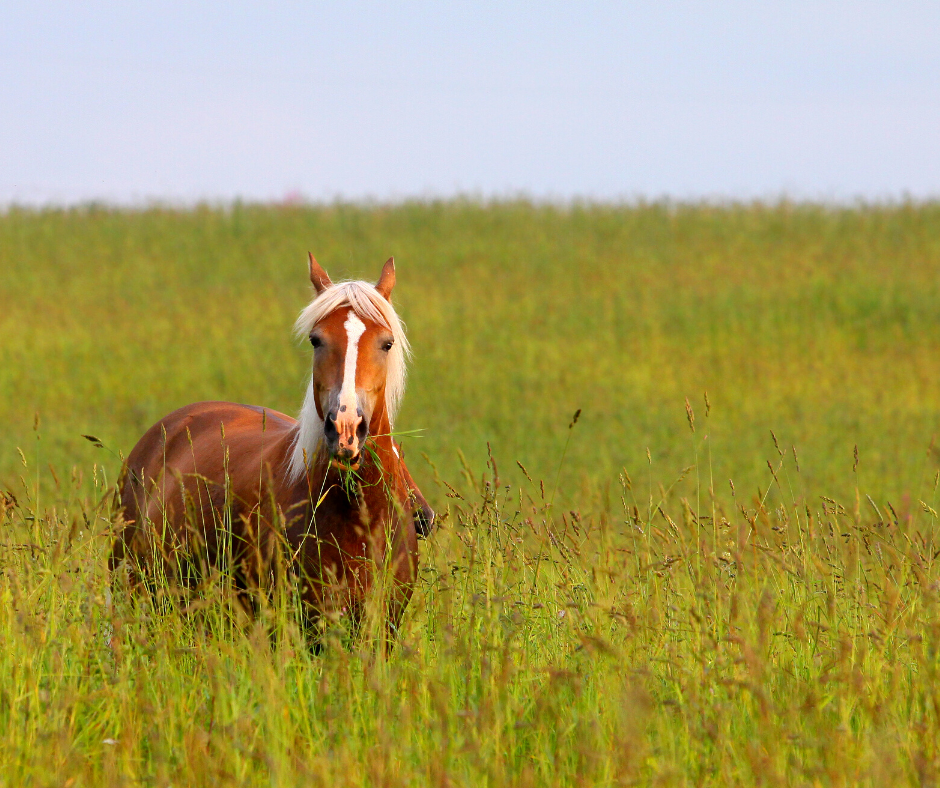 Pasture Management 102 - Poisonous Plants for Horses