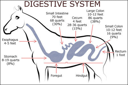 Equine Digestion 101