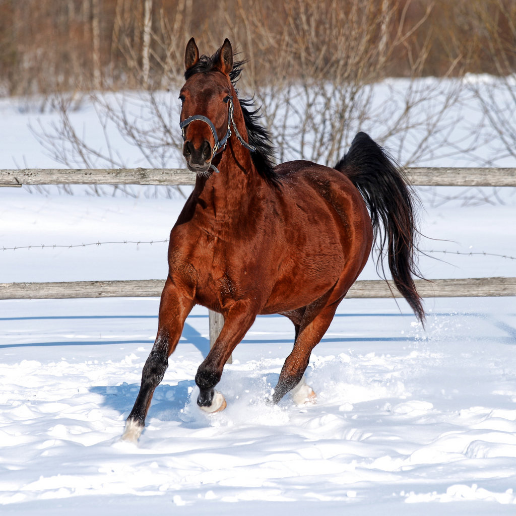 Equine Winter Care Basics