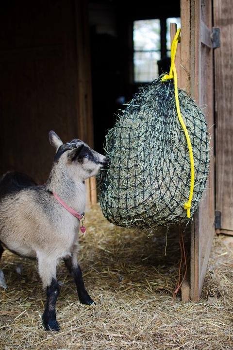 Goat using hay net feeder