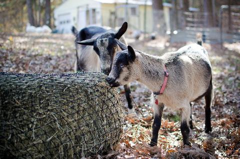 Goats using a square bale hay net feeder