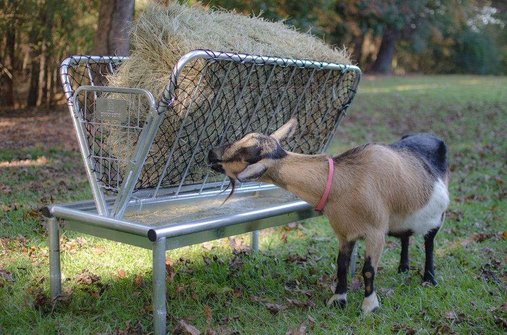 Goat eating hay from a Texas Haynet hay net (hay bag) fitted over a bale in a galvanized
V-rack feeder, outdoors on grass