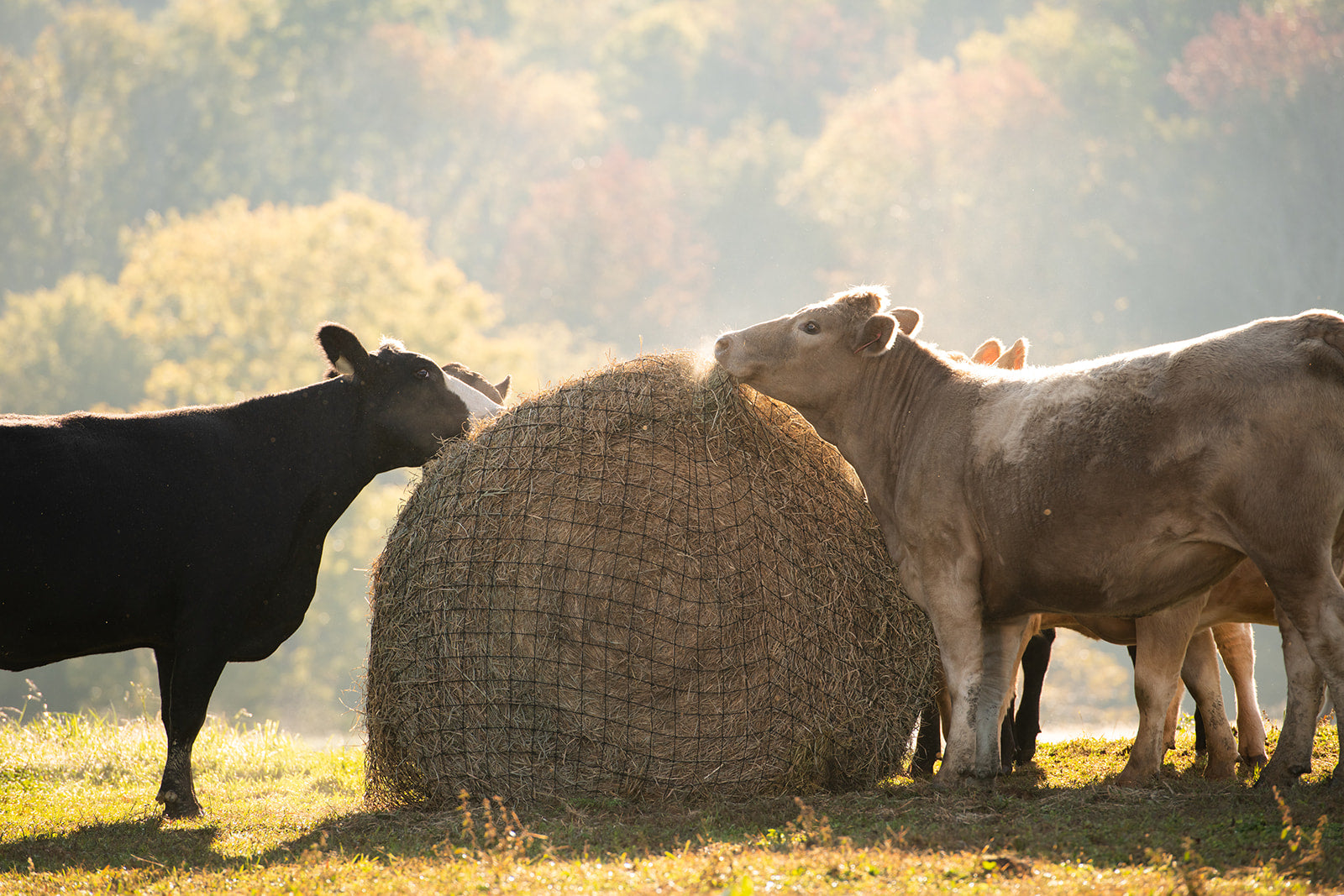 Hay Net Round Bale Hay Nets | Texas Hay Net | Made in USA – Texas Haynet